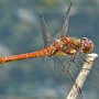common darter male